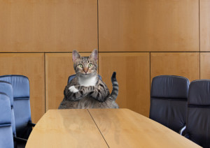 cat at Board Meeting